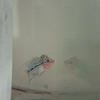 ماهی فلاور سوپر رد دراگون بیگ هد|ماهی|تبریز, |دیوار