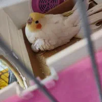 عروس هلندی جفت با تخم