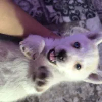 سک هاسکی سفید چشم دو رنگ