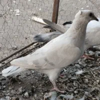 ۴۵ عدد هوایی|پرنده|مشهد, عیدگاه|دیوار