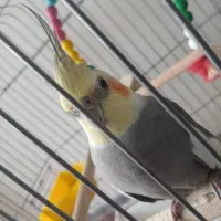 عروس هلندی نر مست