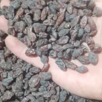 کشمش آفتابی ارگانیگ