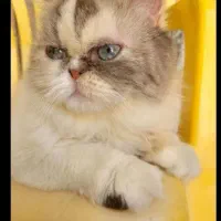 گربه پرشین ماده بالغ