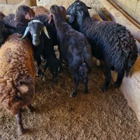 بره نر|حیوانات مزرعه|ماهنشان, |دیوار