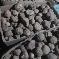 دنبل تازه ودرشت