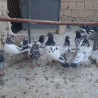 کفتر پاکستانی اصل|پرنده|قم, لسانی|دیوار