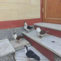 کبوتر ساده سیاه|پرنده|زهک, |دیوار