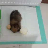 سگگ|سگ|پاکدشت, شهرک امام رضا|دیوار