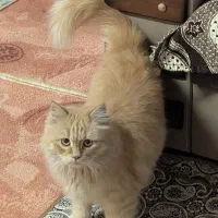 واگذاری گربه|گربه|اردکان, |دیوار