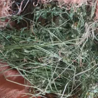 یونجه خشک تمیز