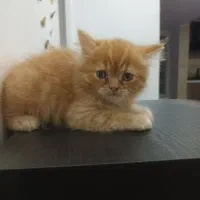 گربه پرشین کلاسیک ۰|گربه|تهران, اکباتان|دیوار