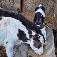 ۳ راس گوساله نر صنعتی ۵۰ روزه|حیوانات مزرعه|اصفهان, بهارستان|دیوار