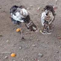 یک جفت جوجه بوقلمون بزرگ.