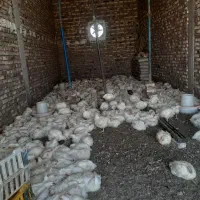 مرغ گوشتی شهرستان عمده ودانه فروشی ومراسمی|عمدهفروشی|زابل, |دیوار