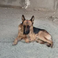 توله سگ ژرمن شپرد