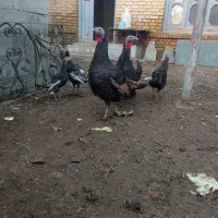 بوقلمون|حیوانات مزرعه|سلماس, |دیوار