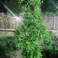 چهار دیواری ۸۰۰ متری روستای تمیارت|فروش دفتر صنعتی، کشاورزی، تجاری|اصفهان, براآن شمالی|دیوار