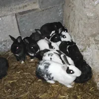 خرگوش کوچیک وبزرگ