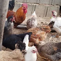 مرغ وخروس محلی اصل
