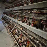 مرغ تخمگذار محلی گلپایگان