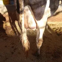 گاو|حیوانات مزرعه|لردگان, |دیوار