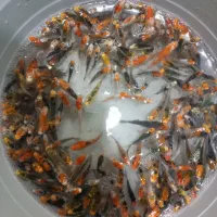 پک فوق العاده ماهی کوی