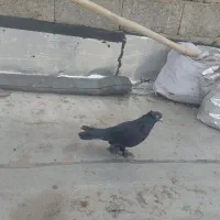 کبوتر|پرنده|تبریز, |دیوار