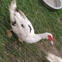 اردک خارجی نر .