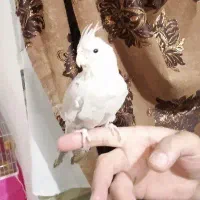 دو عدد عروس هلندی دستی|پرنده|شاهینشهر, فیض|دیوار