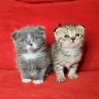 گربه اسکاتیش فولد بی نظیر