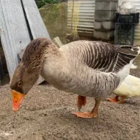 فروش غاز محلی