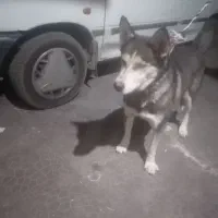 واگذاری. هاسکی زیباوباهوش. ویک اشپیتز واقعابازیگوش|سگ|کرمان, |دیوار