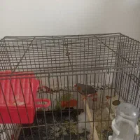 فنج|پرنده|زنجان, |دیوار