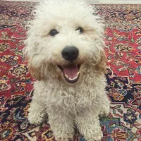 پودل نر ۱۰ ماهه|سگ|قزوین, |دیوار