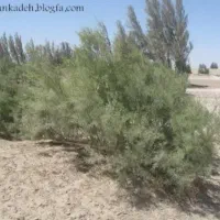 منزل مسکونی نوسساز.به همراه یک هکتار زمین کشاورزی