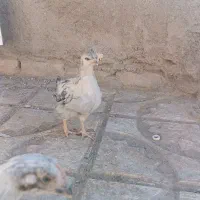 جوجه مرغ و خروس محلی|حیوانات مزرعه|سلامی, |دیوار