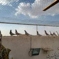 سرور ساعت سنگین|پرنده|مبارکه, |دیوار