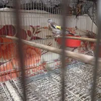 جوجه سهره سال دشتکی|پرنده|شیراز, کوشک میدان|دیوار