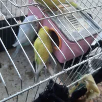 چهارتا مرغ عشق دوتا نر دوتا ماده یکیش رو تخمه|پرنده|یاسوج, |دیوار