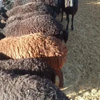 بره و بزغاله