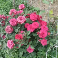 فروش میوه سیب سردرختی