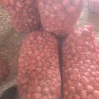 پیاز یک دست
