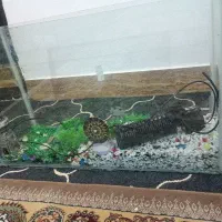 اکواریوم با همه وسیله هاش معاوضه هم دارم