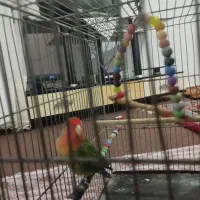 طوطی|پرنده|سلماس, |دیوار