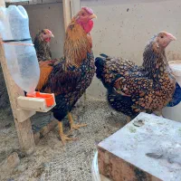 تخم مرغ نطفه دار ویاندوت جی اس سیلور بلو|حیوانات مزرعه|تهران, جیحون|دیوار