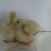 جوجه غاز اکراینی|حیوانات مزرعه|پاکدشت, پارچین|دیوار