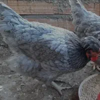 فروش تخم مرغ نطفه دار آیسبار فرانسویی|حیوانات مزرعه|اصفهان, نقش جهان|دیوار