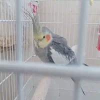 عروس هلندی|پرنده|صباشهر, |دیوار