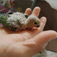 جوجه بریزیلی 2 ماه آماده دستی کردن