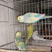 مرغ عشق رنگین کمانی با جوجه|پرنده|کرمان, |دیوار
